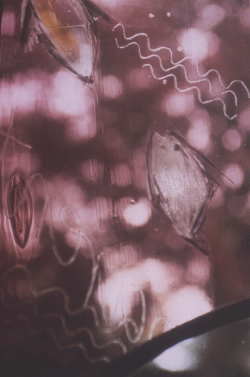 window-5